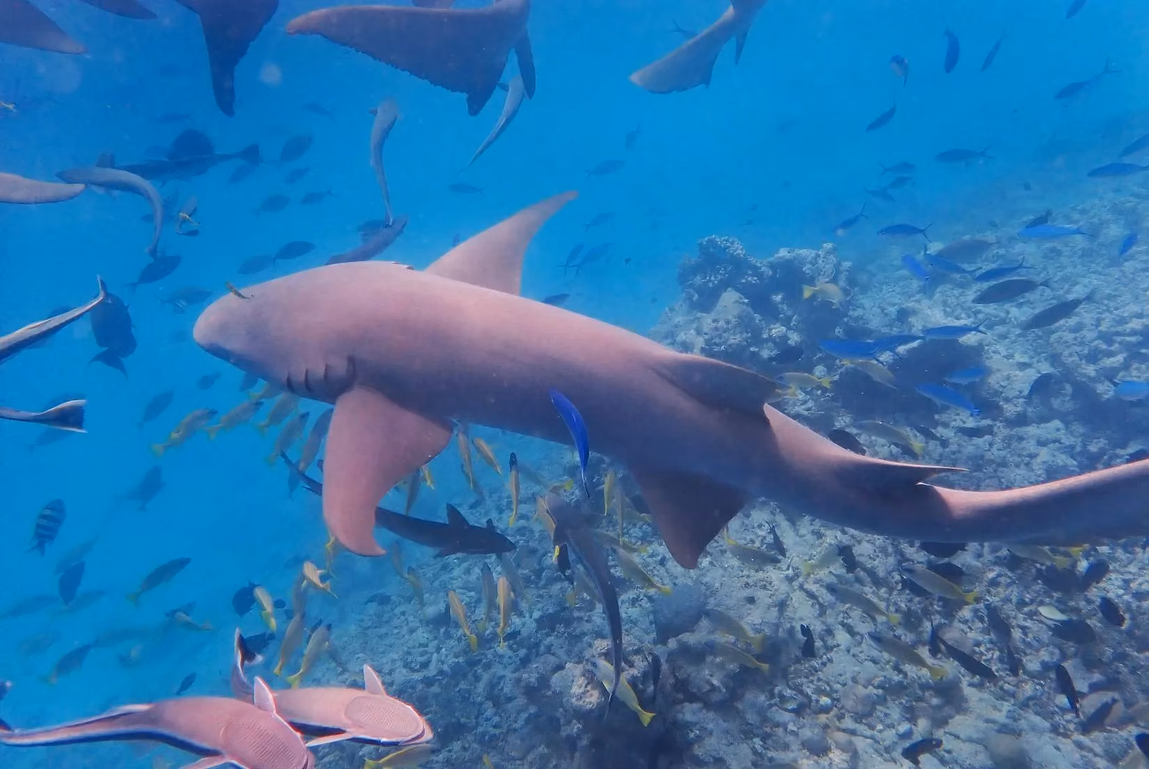 beyond-the-beach-discovering-the-authentic-maldives-through-culture-cuisine-and-marine-adventures-image-0