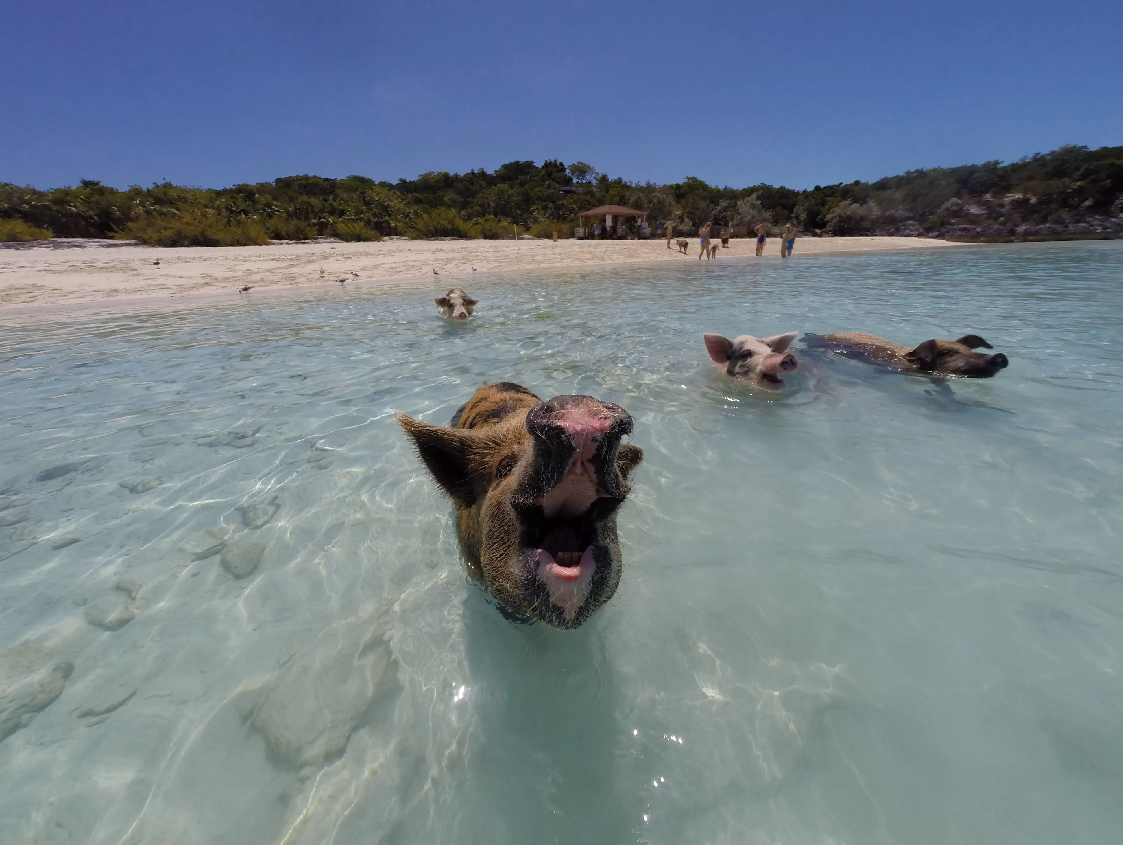 carnival-cruise-s-swimming-pigs-excursion-a-deep-dive-into-the-pros-cons-major-controversy-image-0