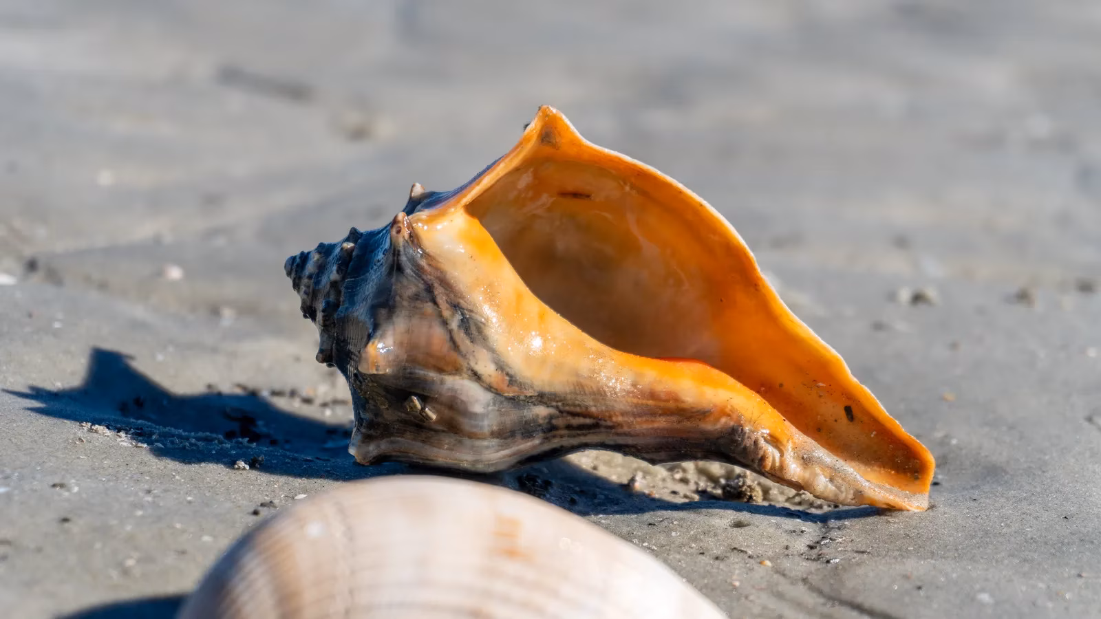 cumberland-island-georgia-s-secluded-paradise-with-wild-horses-and-pristine-beaches-image-0