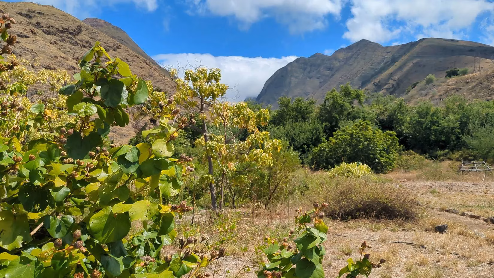 mindful-tourism-in-hawai-i-giving-back-to-paradise-in-2026-image-1