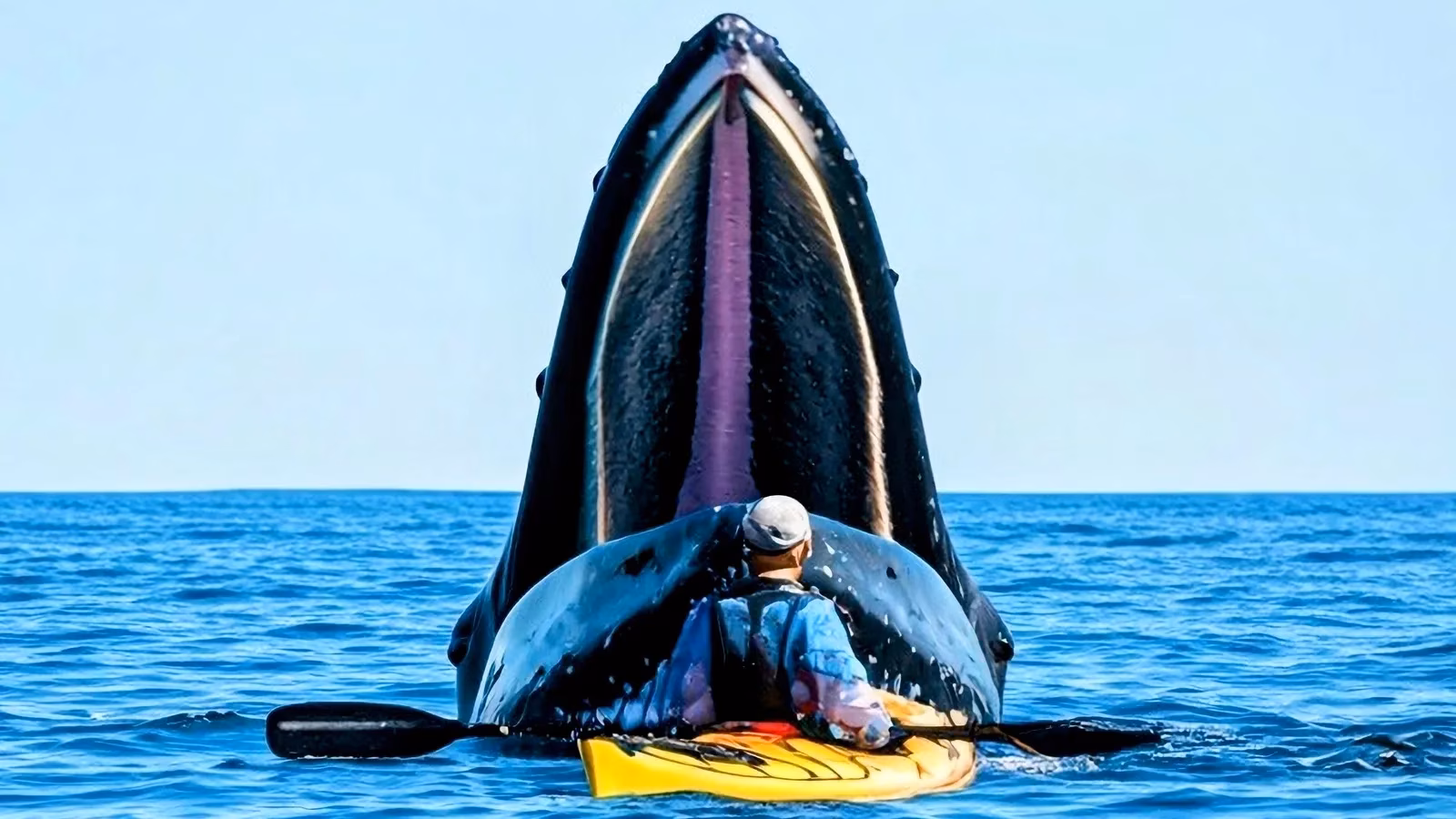 my-journey-inside-a-humpback-whale-a-personal-tale-from-patagonia-image-0